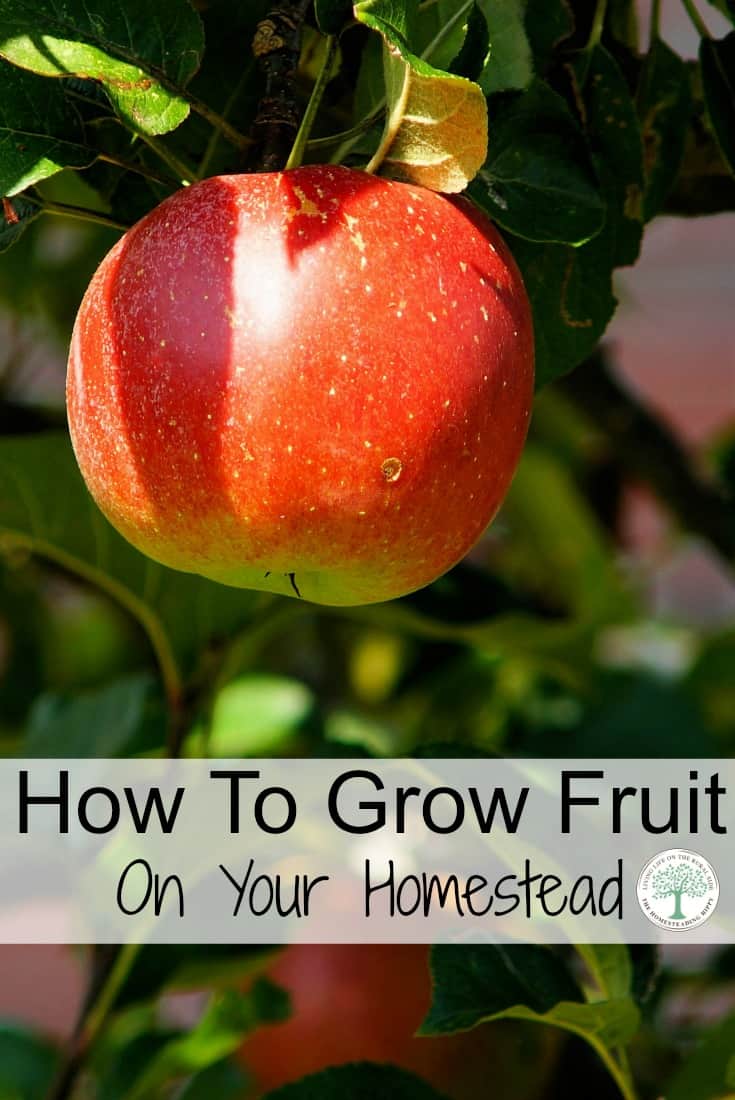 How To Grow Fruit On Your Homestead The Homesteading Hippy