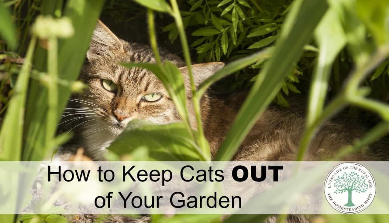 How To Keep Cats Away From The Garden Naturally - The ...
