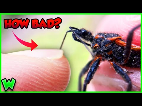 What Happens if an Assassin Bug BITES You?