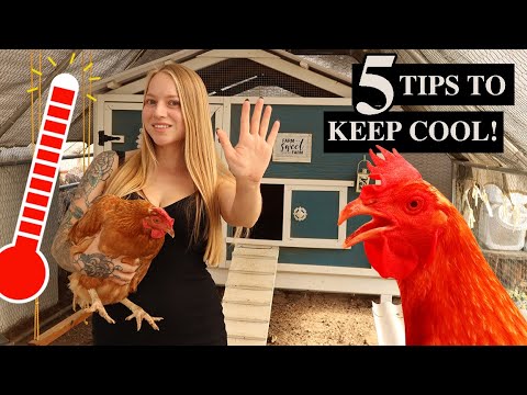 Chickens in the HEAT - How to Keep Chickens COOL in the SUMMER 🥵