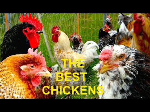 TOP 20 The best chicken breeds for homestead farming, self-sufficient, egg layers and table fowl