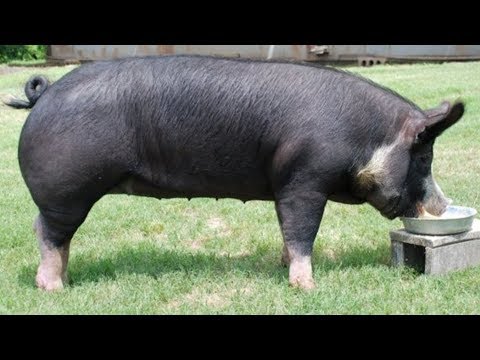 Poland China Pigs | Large Rapid Weight Gain