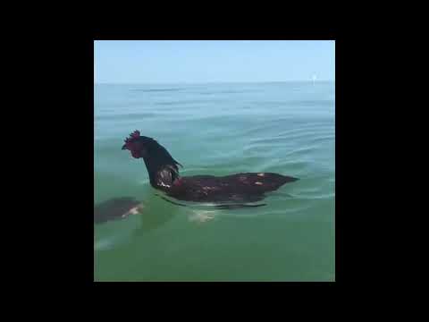 Chicken Enjoys Swimming in Sea With Owner - 1030783