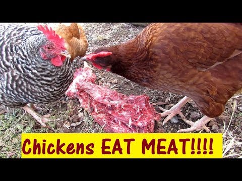 ARE CHICKENS VEGAN? NO THEY LOVE RAW MEAT!!!