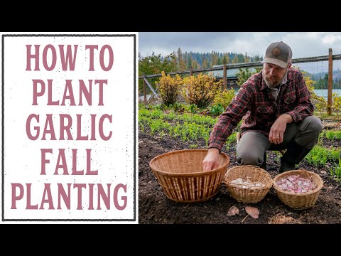 How to Plant Garlic (Fall Garlic Planting)