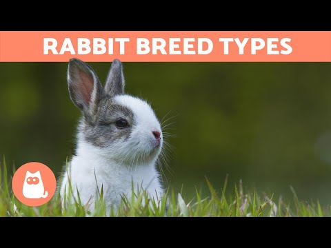 Different Types of RABBITS - Best Breeds