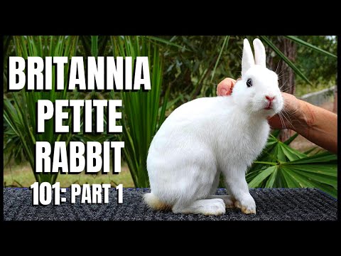 Britannia Petite Rabbit 101: Part 1