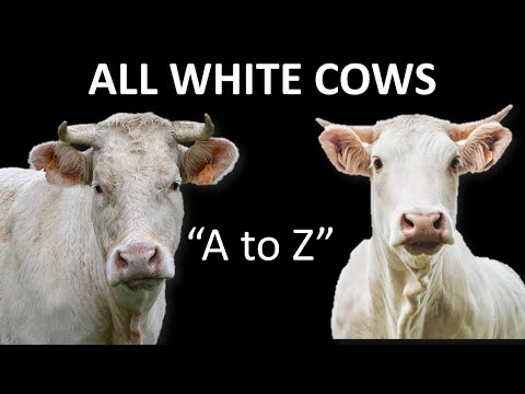 All White Cow Breeds | White Cattle | White Bull | White Cow