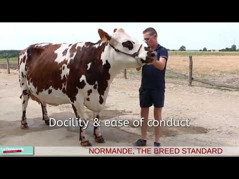 Normande breed standard
