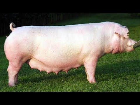 American Landrace Pig | Facts | All You Need To Know