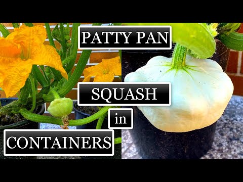 Growing Patty Pan (Scallop) Squash in Small Containers [Seed to Harvest]