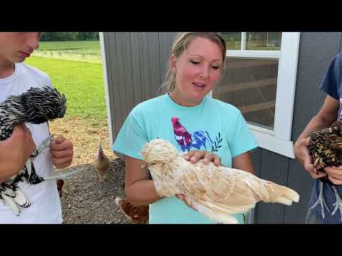 Meet Our Polish Hens Here On The Homestead!