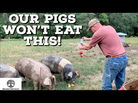 Will A Pig Eat It? - 3 Things Our Pigs Won&#039;t Eat