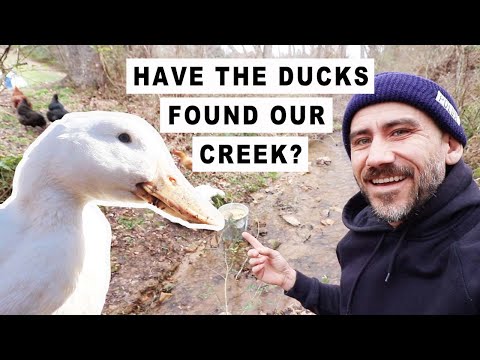 Do we LIKE our PEKIN DUCKS? (First Time Duck Owners)