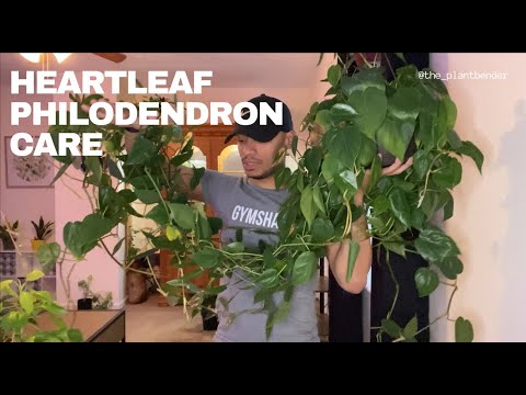 Heartleaf Philodendron Care