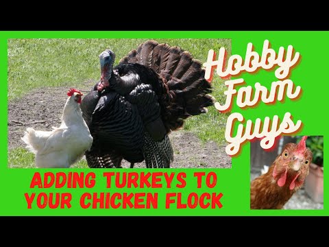 Adding Turkeys to Your Chicken Flock