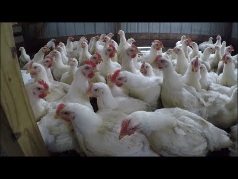 RAISING MEAT CHICKENS: The Whole Process