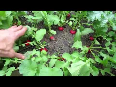 How to Grow Full Size Radishes and Not Just Leaves: 4 Tips, Planting, Harvest &amp; Proof