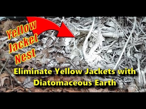 Eliminate Yellow Jacket Nest