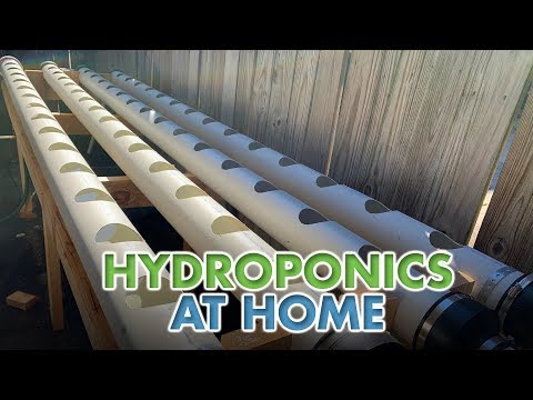Hydroponics at Home