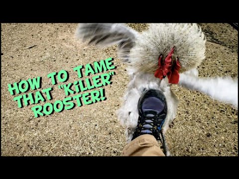 How to tame an aggressive rooster! Quick Tip Tuesday!