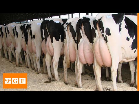 Modern Dairy Farm | Holstein Friesian Farm