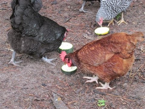 Feeding squash to chickens