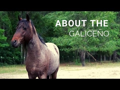 About the Galiceno | There are LESS than 100 of these horses in the world!!