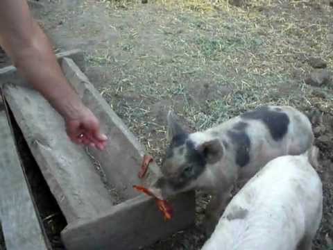 Feeding pigs bacon