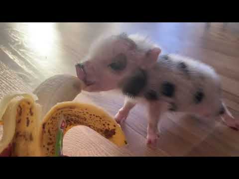 An adorable 7 week old mini piglet eating a banana.