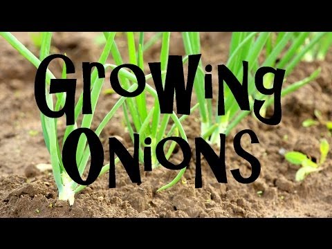 How to Plant, Grow, &amp; Harvest Onions from Start to Finish