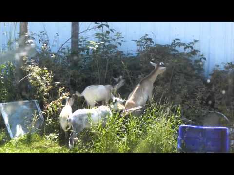 Goats eating wild raspberry bushes