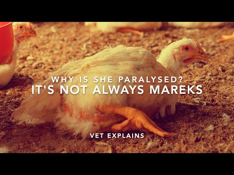 Paralysed chicken CAUSES; It&#039;s not always Mareks | Sez the Vet