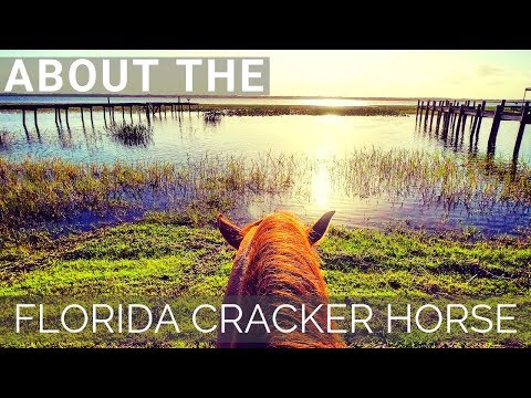 About the Florida Cracker Horse | Florida&#039;s Official Horse |