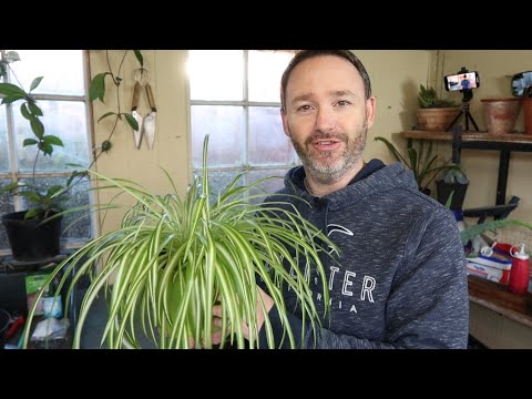 Spider Plant Care Guide and Repot - Chlorophytum Comosum – Airplane Plant - Beginner Friendly