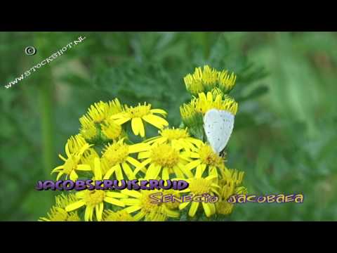 Jakobskruiskruid - Jacobaea vulgaris - Ragwort, Cushag