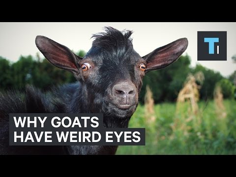 Why goats have weird eyes