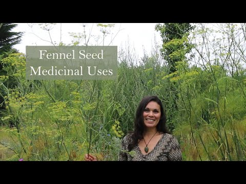 Medicinal Uses of Fennel with Marina Kesso