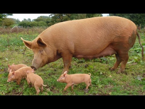 Tamworth Pigs | Rugged Self-reliant Bacon Producers