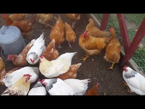 Chickens eating a bucket of popcorn