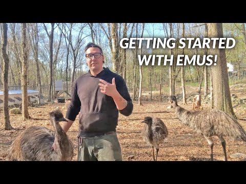 5 Things You NEED TO KNOW About Emus