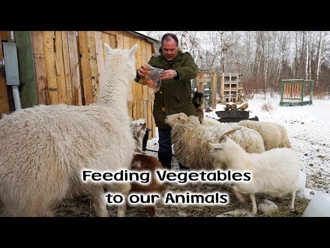 Feeding Vegetables To Our Pigs, Goats, Sheep and Rabbit