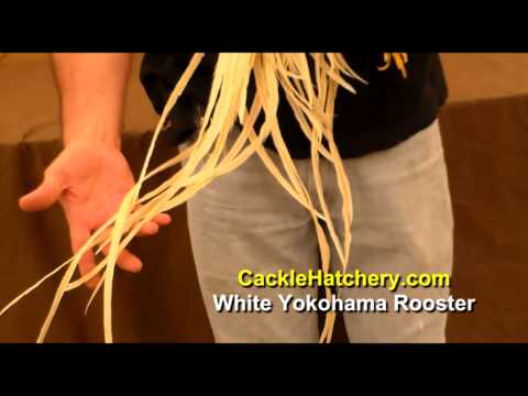 White Yokohama Rooster Chicken Breed (Breeder Flock) | Cackle Hatchery