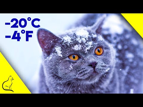 How To Keep Outside Cats Warm During Winter - Life Saving Tips