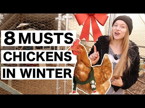 CHICKENS in WINTER | How Cold is Too Cold for Chickens