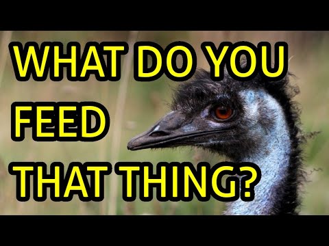 WHAT DO I FEED MY EMUS? Feed My Pet Friday