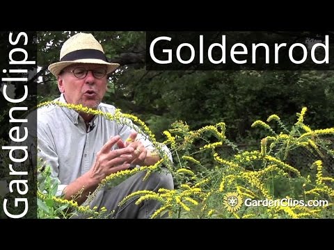Goldenrod - Solidago rugosa &#039;Fireworks&#039; - How to grow Goldenrod - A weed thats gaining in popularity