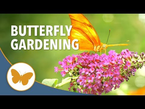 Butterfly Gardening 101 - Tips on How to Attract Butterflies