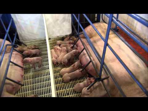 The Birthing Process of a Piglet