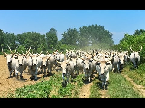 400 Hungarian Grey Cattle - uZoTouR